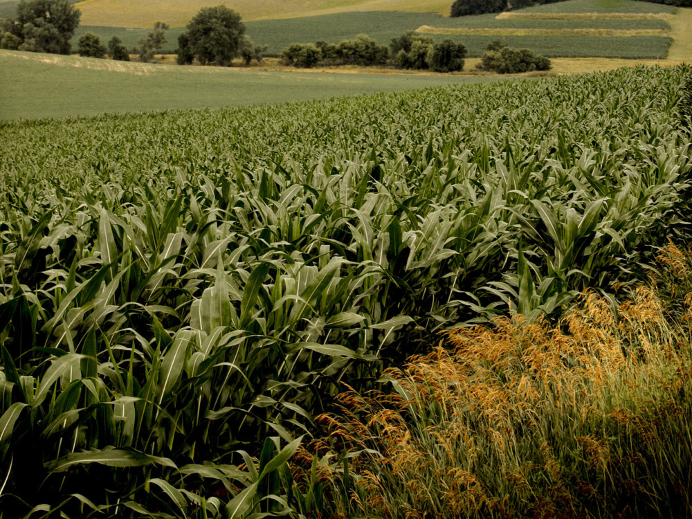 CORNFIELD IN SUMMER