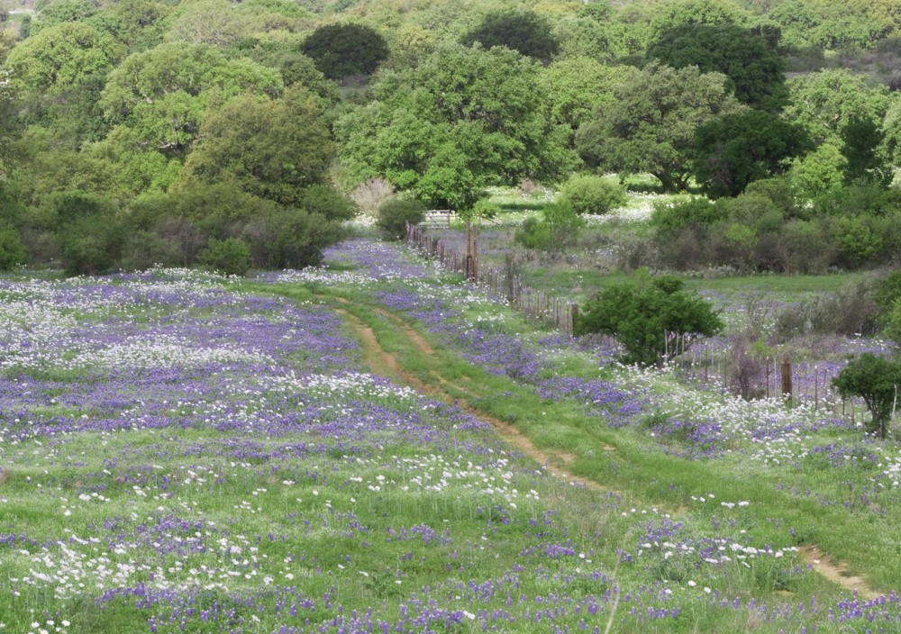 COUNTRY ROAD BLUEBONNETS