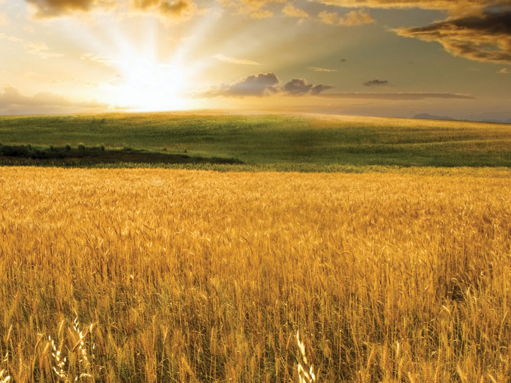GOLDEN SUN WHEATFIELD