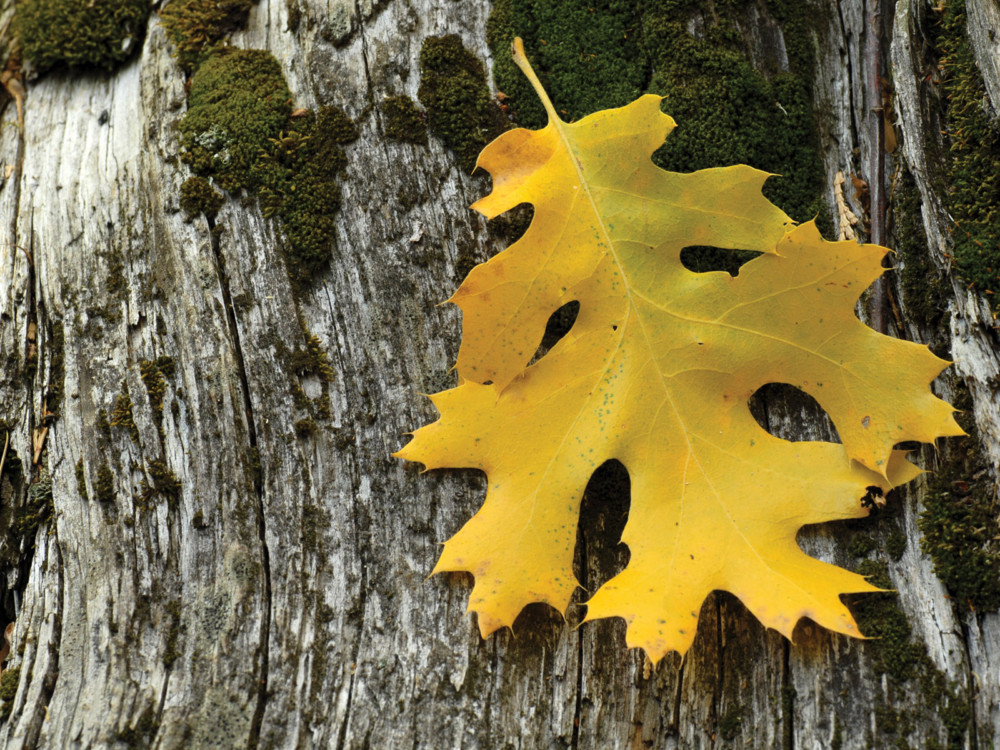 LEAF ON BARK
