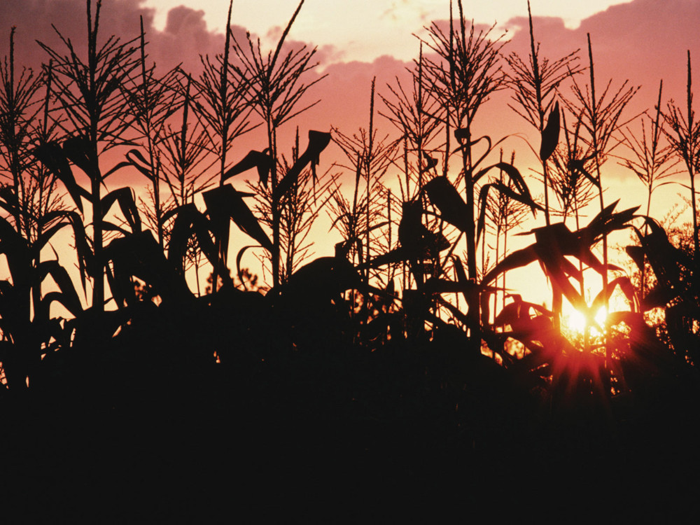 RED SKY CORN