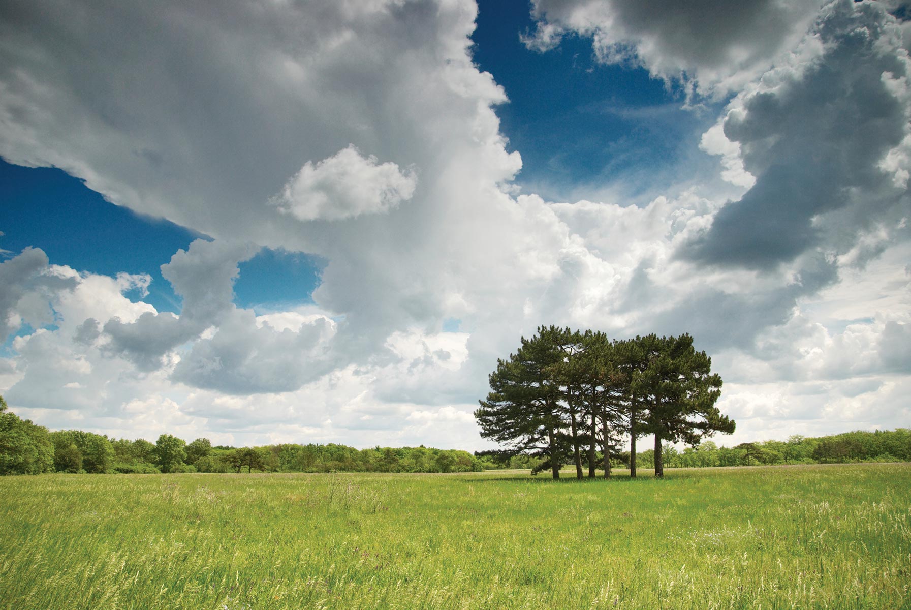 SIX TREES IN A FIELD