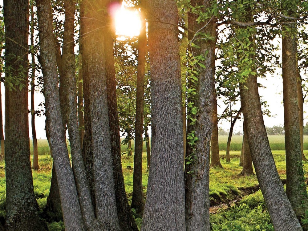 SUNLIGHT THROUGH TREES