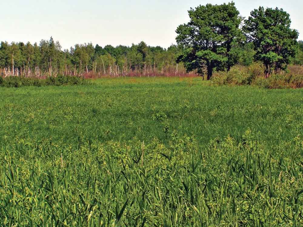 TWO OAKS IN GREEN FIELD