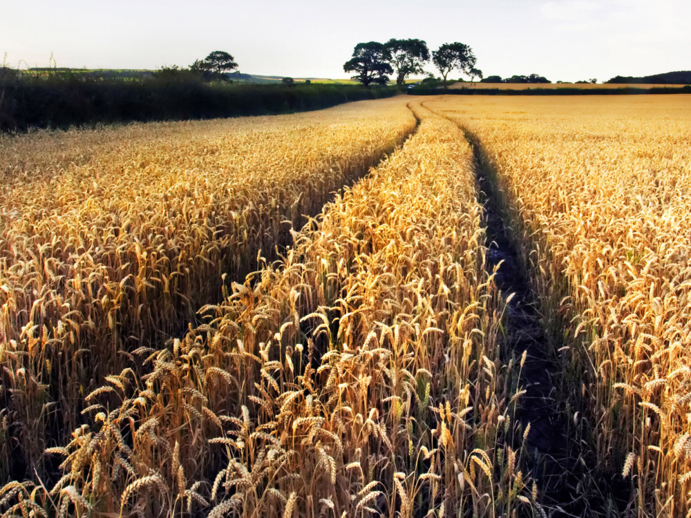WHEAT FIELD