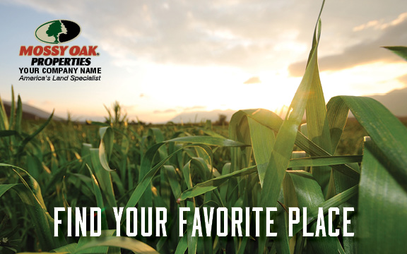 THE CORN FIELD at SUNSET