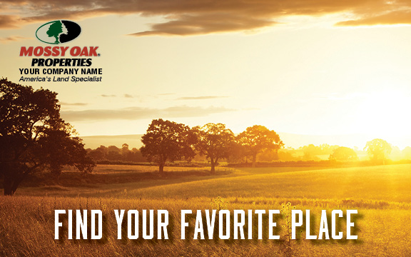 IN THE EVENING LIGHT