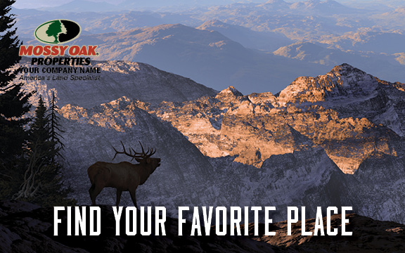 HIGH MOUNTAINS with ELK